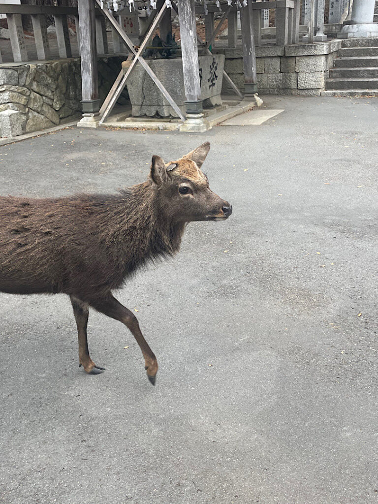 金華山に生息している鹿