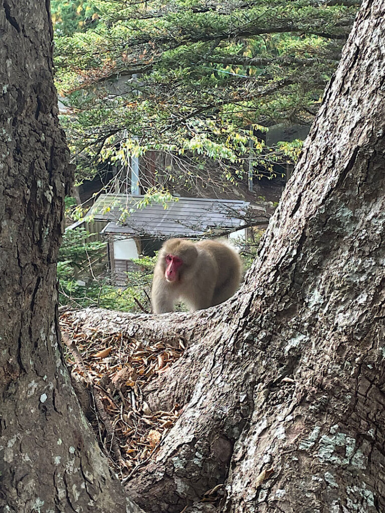 金華山の猿