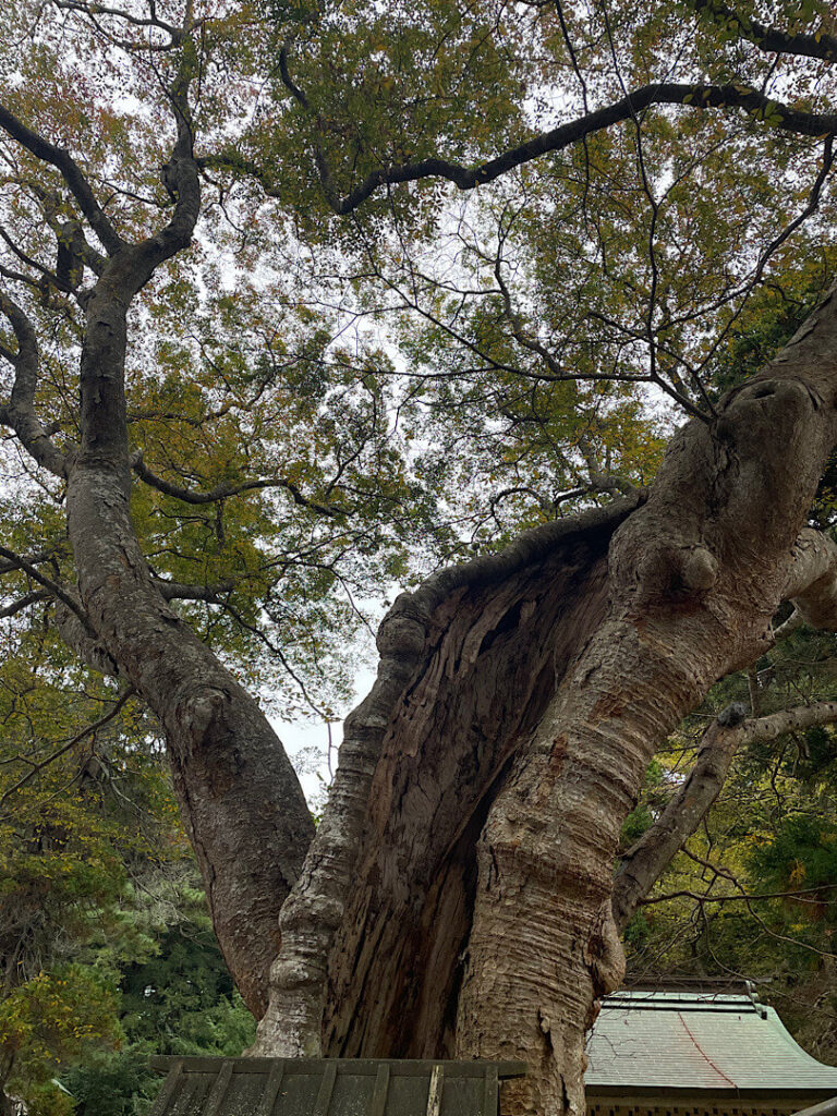 金華山黄金山神社の御神木