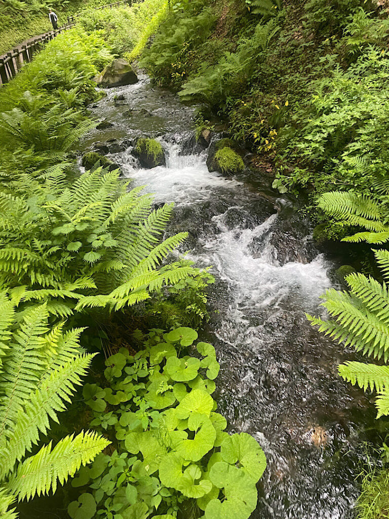 白色の滝の道中の様子(2)