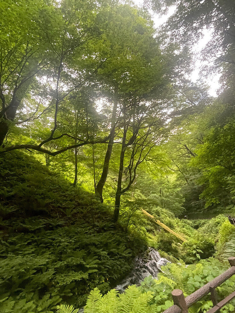 白糸の滝の道中の様子(1)