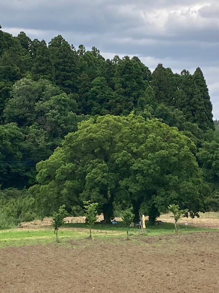 市原みつばち牧場の森