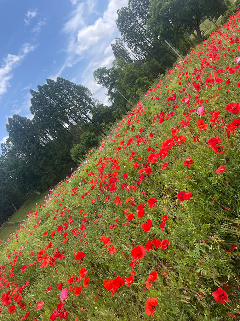 市原みつばち牧場の花
