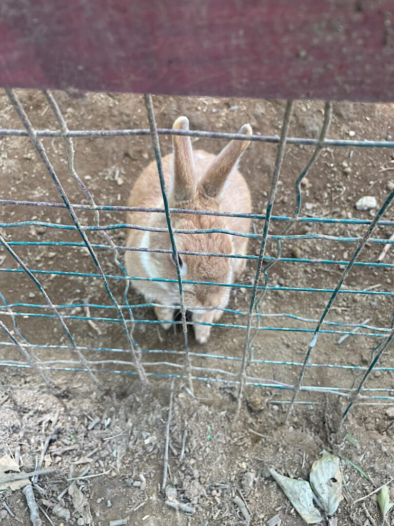 市原みつばち牧場のうさぎ