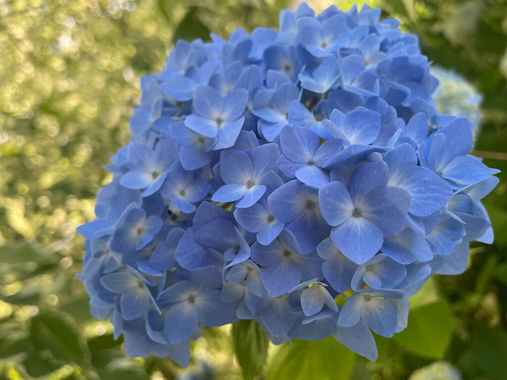 京成バラ園（１０）
