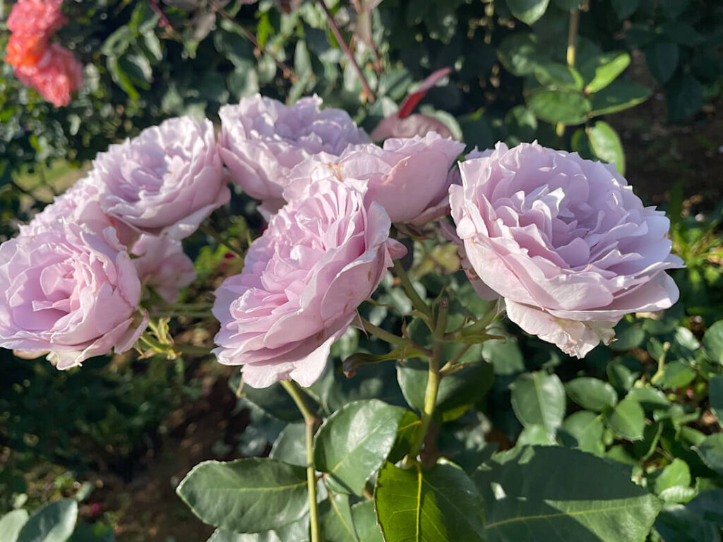京成バラ園（１２）