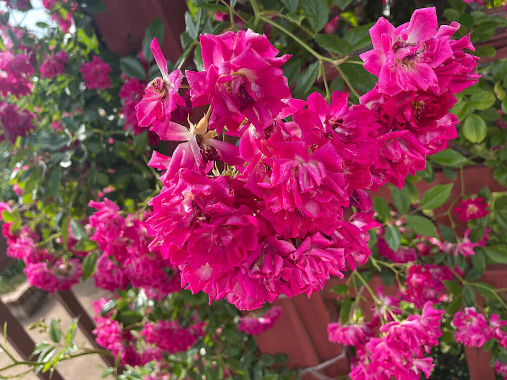 京成バラ園（６）