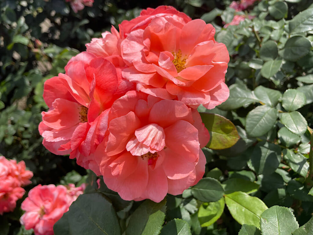 京成バラ園（９）